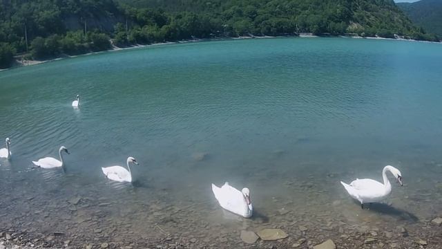 Абрау-Дюрсо, горное озеро, лебеди смотреть онлайн