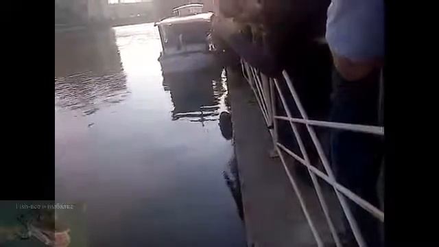 Вот нужно ходить на рыбалку. Крутой Улов.15 кг сом. смотреть онлайн