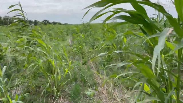 Прогулка по полю с покровными культурами смотреть онлайн