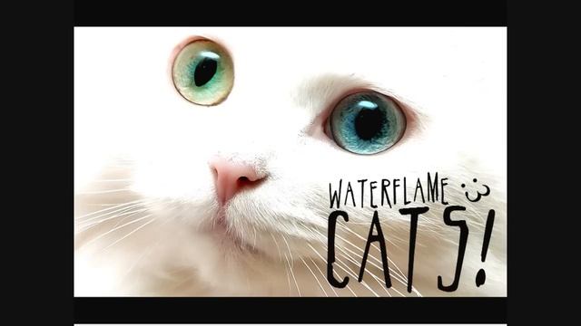 Cats! [Upbeat Music] смотреть онлайн