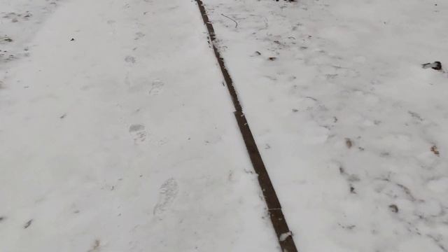 Купание собаки снегом зимой. Шар-Пей 2021 смотреть онлайн