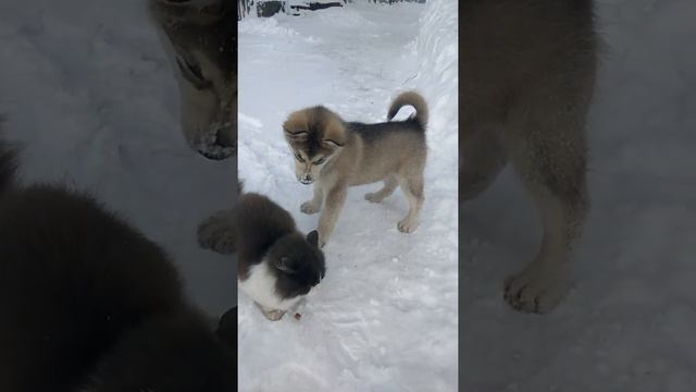 Аляскинский Маламут дружит с котиком.Cute Malamute😚 смотреть онлайн