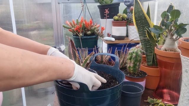 Repotting Aloe Dannyz And Aloe Aculatae