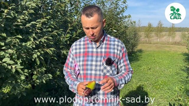 Лучшие зимние сорта груш. Сорт ЯКОВЛЕВСКАЯ. Урожай 2023 г. смотреть онлайн