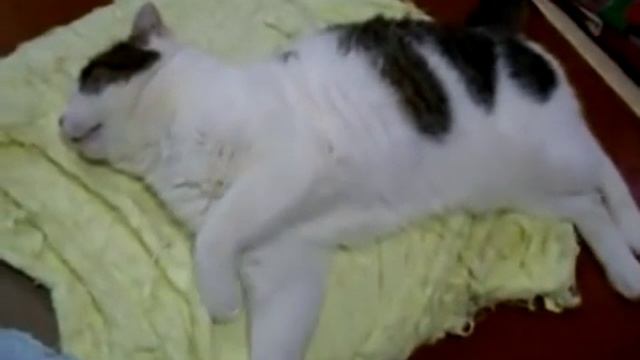Котэ бежит во сне.mp4 смотреть онлайн