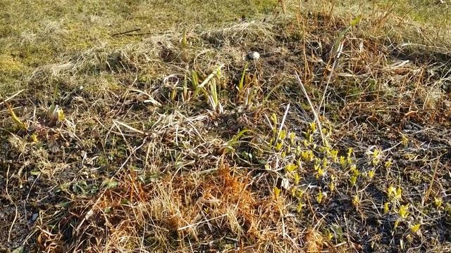 Дача..это вам не ОРХИДЕИ?22.03.2020 смотреть онлайн