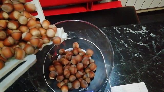 Фундук Анаклиури в Беларуси, второй урожай.