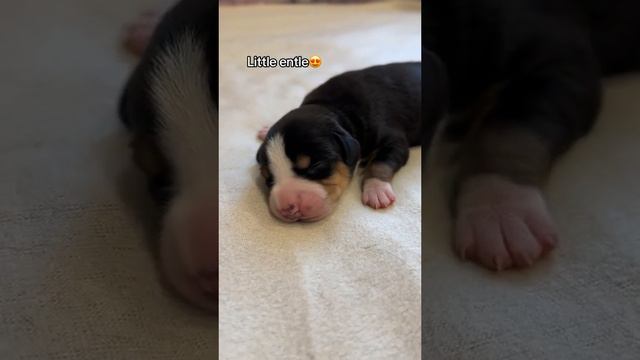 Маленькі ентлебухери😍 #собака #щенки #puppy смотреть онлайн