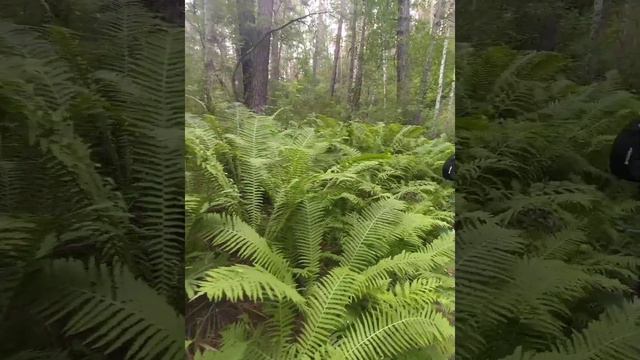Обское водохранилище/ Караканский бор/ Мраморное озеро/ село Чингиз/ Новосибирск 🏝️ смотреть онлайн