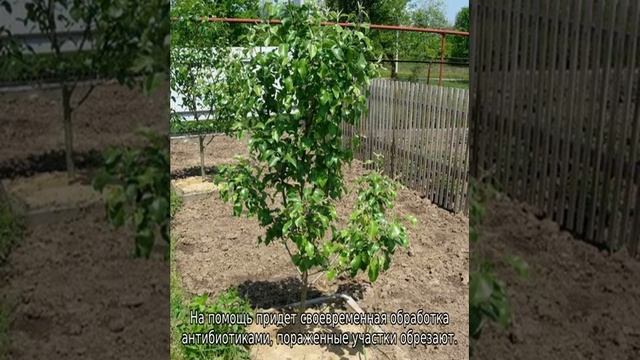 Саженец груши не распускается — как оживить смотреть онлайн