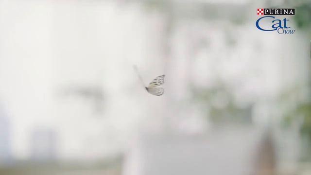 Бурманская кошка Ophelia Freya Way*RU смотреть онлайн
