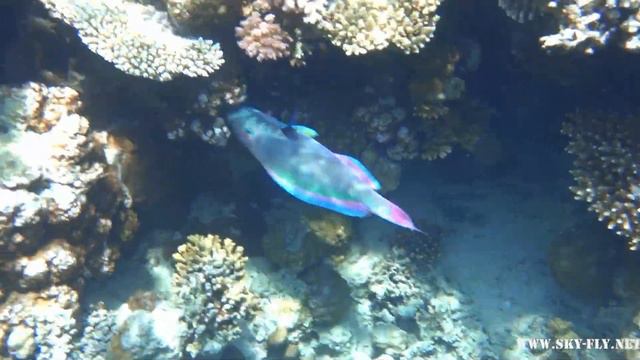 Sharm El Sheikh under Water (Snorkeling) 2023 смотреть онлайн