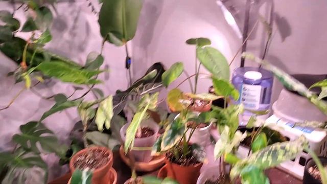 ALOCASIA CARE AND PROPAGATION | Silver Dragon And Cuprea #alocasia #houseplants #plantcare смотреть онлайн
