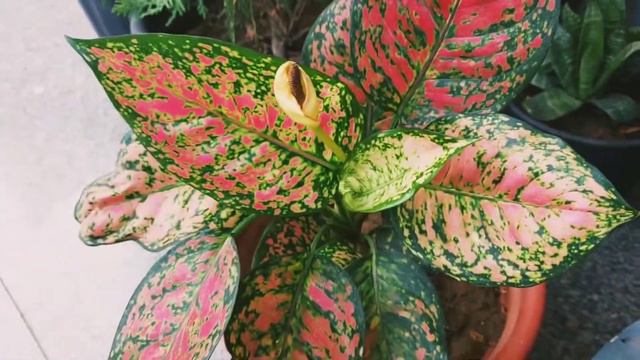 Aglaonema plant care # pink aglaonema variety # Aglaonema red valentine # смотреть онлайн