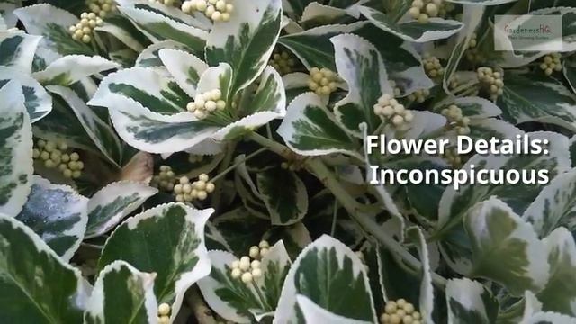 Euonymus fortunei Growing Guide (Winter Creeper) by GardenersHQ смотреть онлайн