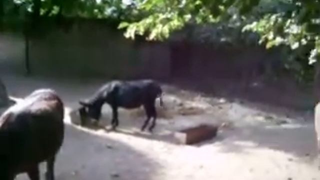 Осел смотреть онлайн