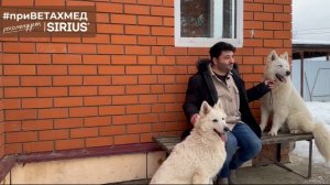 Секреты породы. Белая швейцарская овчарка // #ПриВЕТАхмед