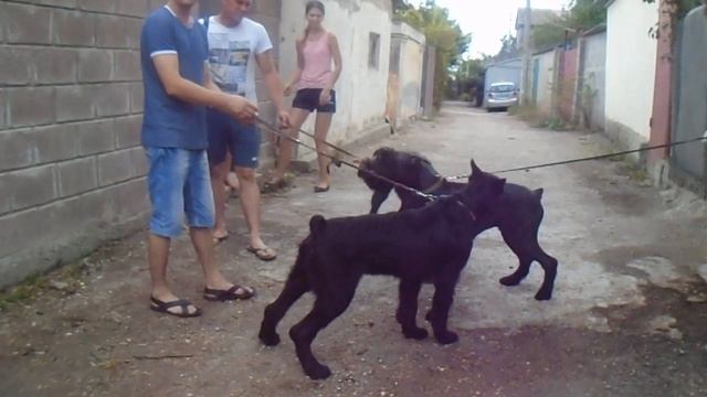 Роман - Кош Танзанит, Тибул и Талисман. однопометники 7 мес. смотреть онлайн