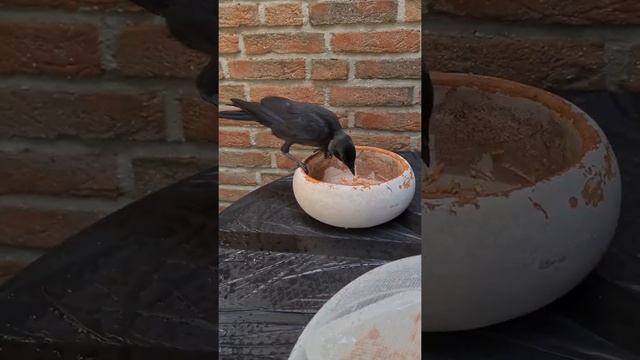 НЕПОНЯТНЫЕ РАЗБОРКИ ??/день 22й/ #врановые #ручнаягалка #домашнийвлог смотреть онлайн