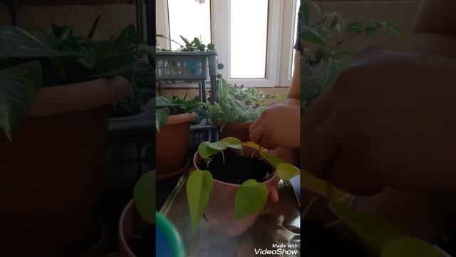 Филодендрон Неон/ Philodendron Neon