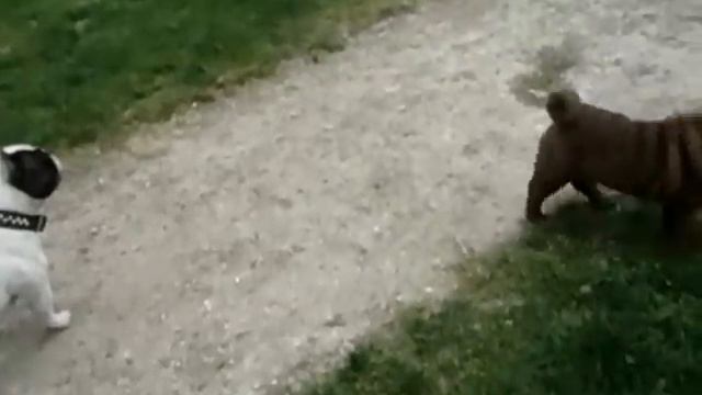 bulldog vs sharpei смотреть онлайн