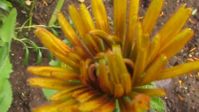 Рудбекия смотреть онлайн