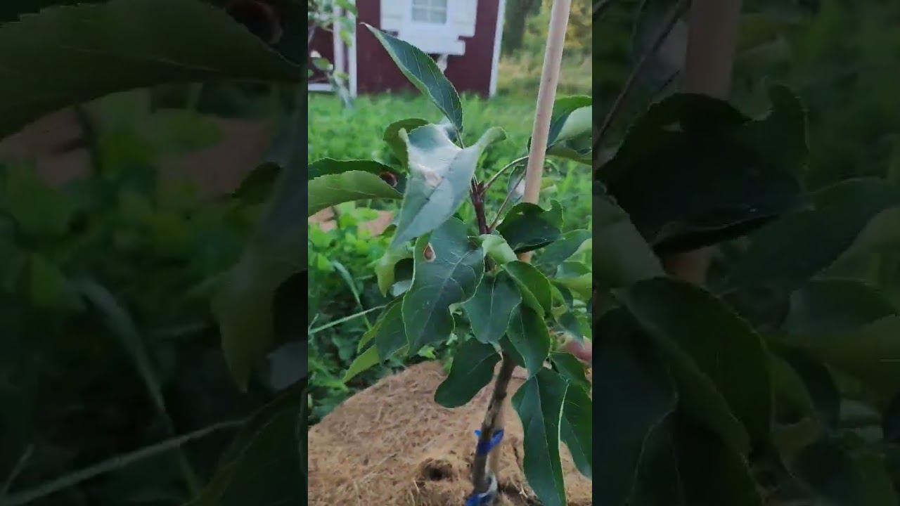 Яблоки на даче. Китайка колоновидная. первый урожай