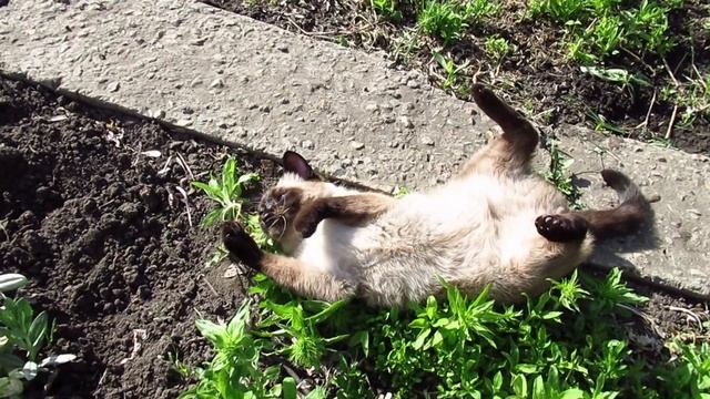 Кошачий лагерь на даче / Кот парфюмер смотреть онлайн