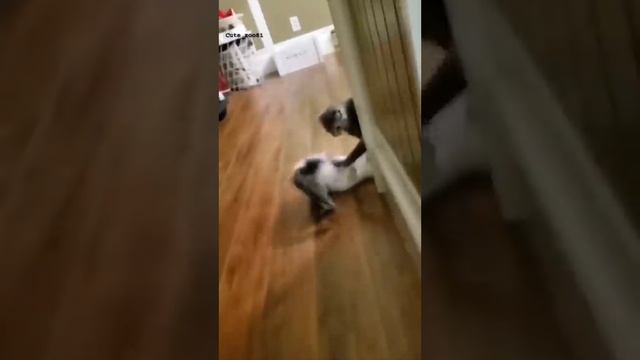 Funny Animals 2022 Part 1