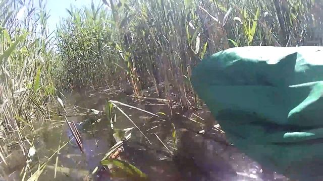 ЛОВЛЯ КАРАСЯ НА ЛЕТНЮЮ МОРМЫШКУ В КАМЫШАХ смотреть онлайн