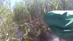 ЛОВЛЯ КАРАСЯ НА ЛЕТНЮЮ МОРМЫШКУ В КАМЫШАХ