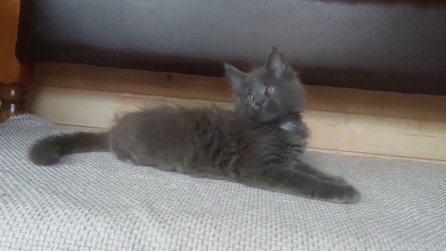 Девчуля голубая Мейн-кун