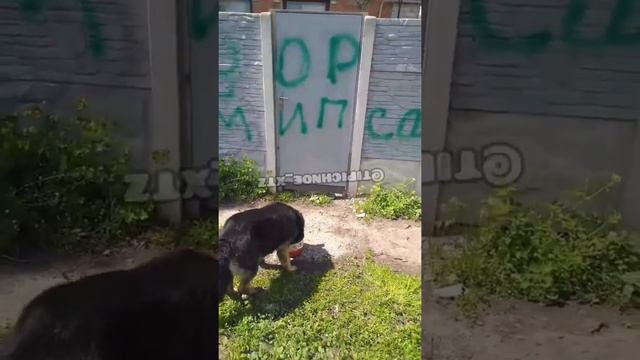 Издевательства над собакой, ХТЗ, 11 мая 2020 года смотреть онлайн