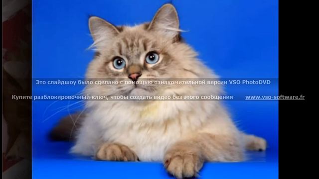 сибирская порода кошек смотреть онлайн