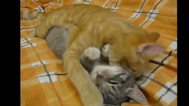 Смешные и ржачные видео! смотреть онлайн