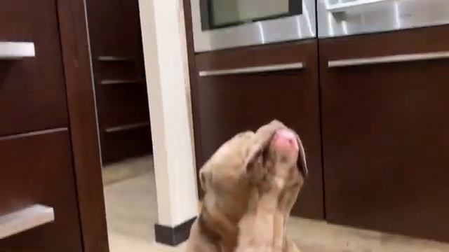 Американский булли Гляссе смотреть онлайн