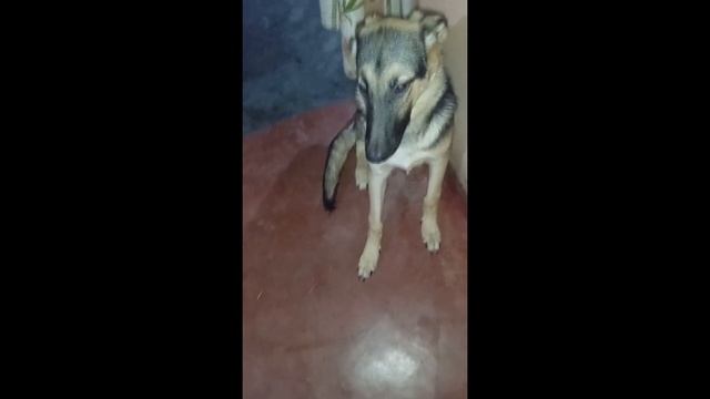german shepherd dog,german shepherd dog#germanshepherddog #germanshepherddogbarking смотреть онлайн