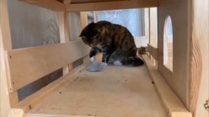 видео анука -давайка день рождения Мурки