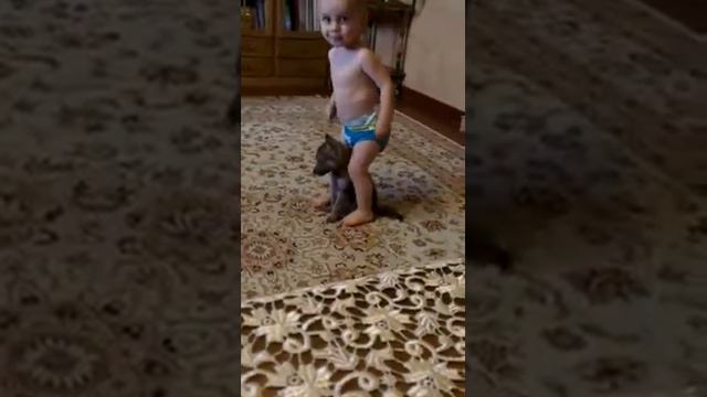 Волки дружат с людьми! смотреть онлайн