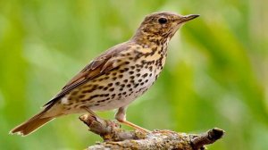 Дрозд певчий, 30 мин