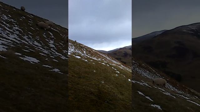 Овцы в горах в Шотландии. смотреть онлайн