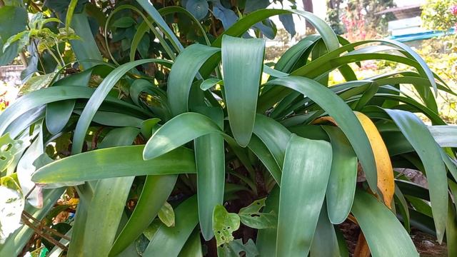 clivia plants смотреть онлайн