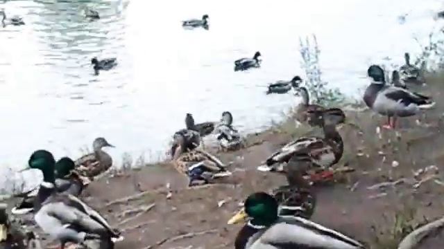 Смелые городские утки смотреть онлайн