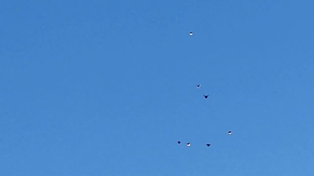 НИКОЛАЕВСКИЕ ГОЛУБИ ( ветер сильноватый 10-11 м/с.) смотреть онлайн