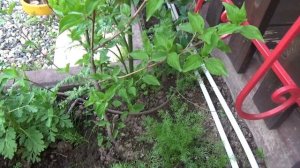 Кизил на Урале