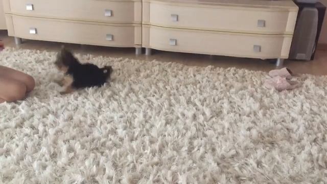 Щенок йорка 4 месяца выполняет команды! А научила Сонечка - маленькая девочка! смотреть онлайн