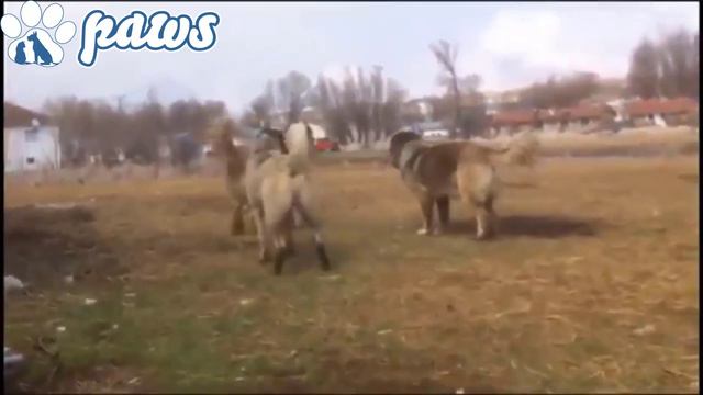 Kangal vs Alabai fight over dominance!!! смотреть онлайн
