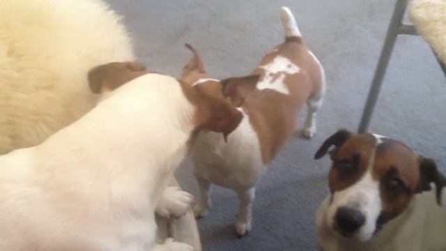 Снова трио )) смотреть онлайн