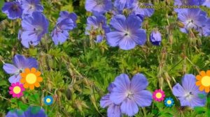 Герань гималайская Бейби Блу. Краткий обзор, описание характеристик, где купить саженцы