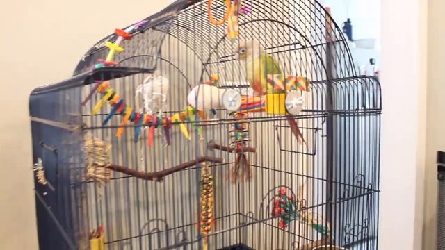 5 TIPS ON HOW TO TAME YOUR BIRD AND GAIN ITS TRUST смотреть онлайн
